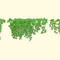 Lush Green Hanging Vines With Natural Foliage For Decorative Garden Use