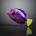 Vibrant Purple Aquatic Fish With Yellow Fins Swimming In Black Background Reflection