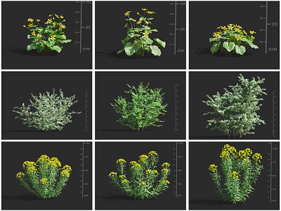 Various Types Of Flowers And Plants With Yellow Blooms And Green Leaves 3d model