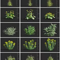 Various Types Of Flowers And Plants With Yellow Blooms And Green Leaves