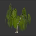 Weeping Willow With Long Green Drooping Branches And Slender Trunk On Dark Surface 3d model