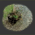 Natural Weathered Tree Stump Outdoor Scene With Gravel Base And Small Green Plants