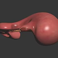 3D Anatomical Model of Abdominal Organ Stomach Showing Detailed Internal Structure