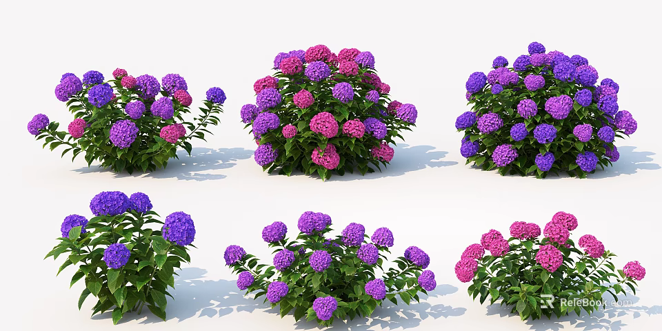 Vibrant Purple And Pink Hydrangea Bushes With Lush Green Leaves In Garden 3d model 