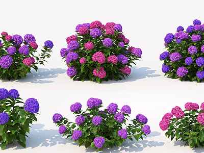 Vibrant Purple And Pink Hydrangea Bushes With Lush Green Leaves In Garden 3d model
