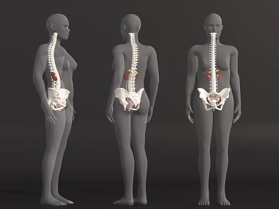 3D Human Anatomy Abdominal Organs Anatomical Structure Front Back Side Views 3d model