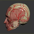 3D Rendering of Human Head Anatomy Showing Brain Muscles and Blood Vessels