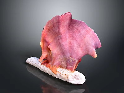 Pink And Orange Scallop With Textured Shell On White Base And Black Background 3d model