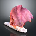 Pink And Orange Scallop With Textured Shell On White Base And Black Background