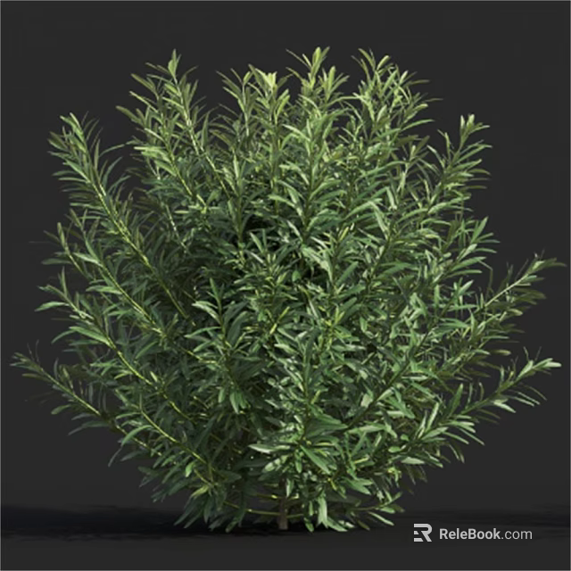 Lush Evergreen Shrub with Dense Green Foliage for Garden Landscaping 3d model 