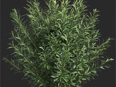 Lush Evergreen Shrub with Dense Green Foliage for Garden Landscaping 3d model