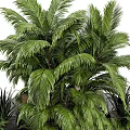 Modern Garden Decor With Tall Palm Plant Small Green Plants Curved Concrete Wooden Planter