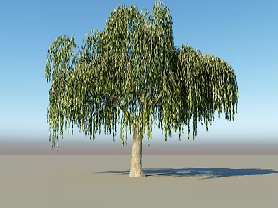 Willow Tree With Drooping Branches And Green Leaves Under Blue Sky 3d model