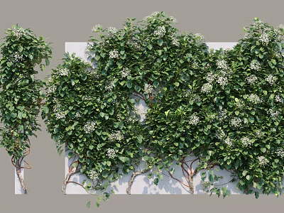 Lush Shrubs With Dense Green Leaves And Small White Flowers For Garden Decoration 3d model