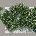 Lush Shrubs With Dense Green Leaves And Small White Flowers For Garden Decoration