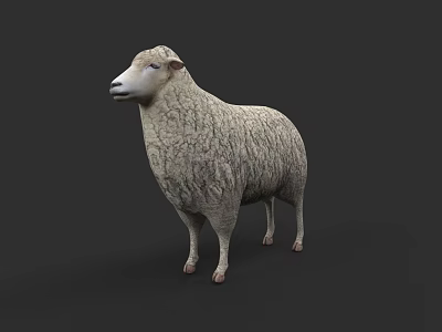 Realistic 3D Model of a Fluffy White Sheep in Standing Pose 3d model
