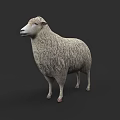 Realistic 3D Model of a Fluffy White Sheep in Standing Pose