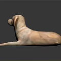 Yellow Labrador Dog Lying On Black Glossy Surface With Reflection 3d model