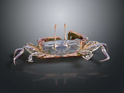 Vibrant Blue Purple Crab With Large Claws And Legs On Dark Background With Reflection 3d model