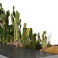 Cactus Bonsai Potted Plants Of Various Heights With Rocks And Dry Grass On Gray Platform