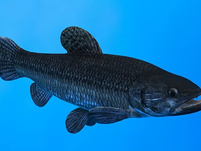 Dark Aquatic Fish With Textured Scales And Streamlined Body In Blue Background 3d model