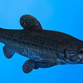 Dark Aquatic Fish With Textured Scales And Streamlined Body In Blue Background