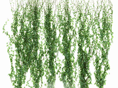 Green Hanging Vines Decorative Indoor Plants With Lush Foliage And Cascading Leaves 3d model