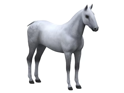 Detailed White Horse Full Body Standing Gracefully Isolated On White Background 3d model