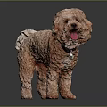 Cute Brown Curly Haired Dog With Tongue Out Standing On Shiny Surface