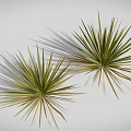 Different Types of 3D Rendered Plants Including Cacti Grasses and Shrubs on White Background