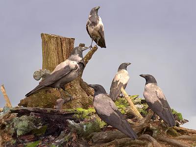 Group of Crows Perching on Tree Stump and Branches Against Overcast Sky 3d model