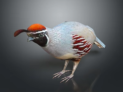 Colorful Bird With Orange Crown Gray Body And Red Markings In Standing Pose 3d model