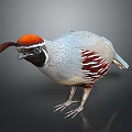 Colorful Bird With Orange Crown Gray Body And Red Markings In Standing Pose