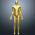 Man Golden 3D Anatomical Model With Front And Back Views And Markers