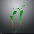 Green Seedlings with Stems and Leaves on Dark Background and Visible Reflections