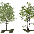 Two Arbor Trees With Green Foliage And Different Growth Forms On Grass Patches 3d model