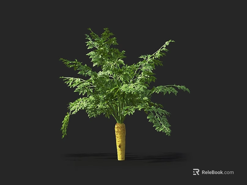 Fresh Carrot Plant with Green Leafy Tops as Healthy Vegetable Crop 3d model 
