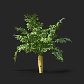 Fresh Carrot Plant with Green Leafy Tops as Healthy Vegetable Crop