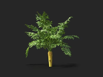 Fresh Carrot Plant with Green Leafy Tops as Healthy Vegetable Crop 3d model