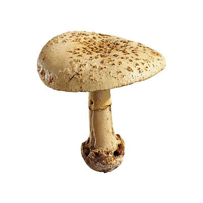 Mushroom vegetables 3d model