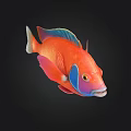 Vibrant Colorful Fish Displaying Red Orange Blue Fins And Body