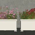 Potted Plants in White Planters with Colorful Purple Pink Red Orange Flowers against Gray Wall