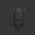 Black Beetle With Hard Shell Detailed Antennae And Legs On Dark Background