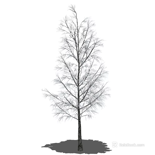 Leafless Arbor With Tall Trunk And Thin Branches On White Background 3d model