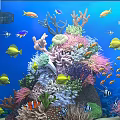 Vibrant Aquarium Fish Tank with Colorful Fish Vibrant Corals and Aquatic Plants