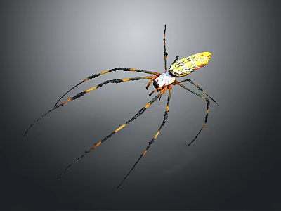 Yellow and Black Striped Spider With Long Legs And White Body On Gray Background 3d model