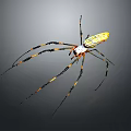 Yellow and Black Striped Spider With Long Legs And White Body On Gray Background
