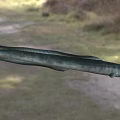 Aquatic Animal Eel With Streamlined Grayish Green Body And Sleek Smooth Skin