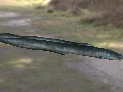 Aquatic Animal Eel With Streamlined Grayish Green Body And Sleek Smooth Skin 3d model Aquatic Animal Eel With Streamlined Grayish Green Body And Sleek Smooth Skin 3d model