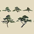 Various Arbor Trees With Different Pruned Shapes And Lush Green Foliage